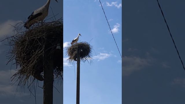 Аист в гнезде в Смоленской области