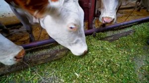 Почему_выбирают_ПКФ_＂Алтайкомплекс＂？