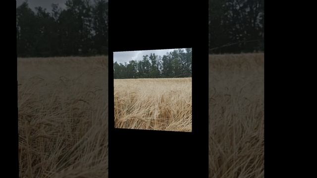 Поле
