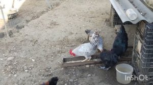 Чем кормлю кур для яйценоскости.  Жизнь на юге.