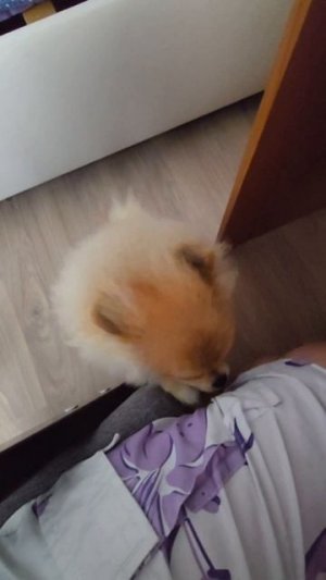 Померанский шпиц Норди из Белгорода