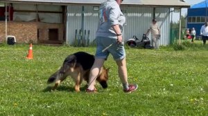 1 Отл. КЧК СЕРБИЧ фон Кристин Хоф +++ №20. КЧК БРОННИЦЫ 24 мая`25 Моно немецких овчарок