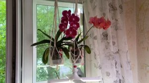 каждый день новые роспуски глоксиний 🥰😍красота нет слов! общие правила выращивания глоксинии ☺