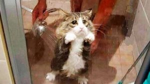 СМЕШНЫЕ КОТЫ 2025 ЛУЧШИЕ ПРИКОЛЫ С КОТАМИ, КОШКИ, КОТИКИ, СОБАЧКИ, СМЕШНОЕ ВИДЕО