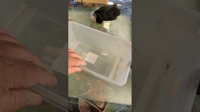 Лайфхак.Удобное приспособление для сбора ягод
