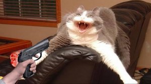 СМЕШНЫЕ КОТЫ 2025 ЛУЧШИЕ ПРИКОЛЫ С КОТАМИ, КОШКИ, КОТИКИ, СОБАЧКИ, СМЕШНОЕ ВИДЕО