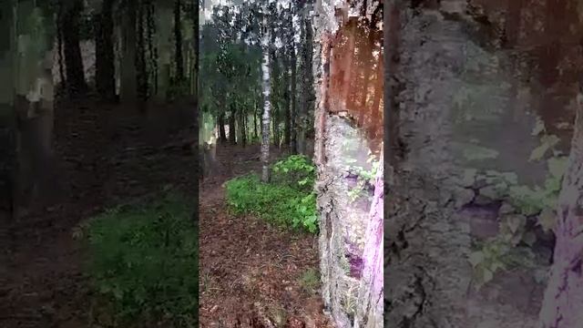 в лесу