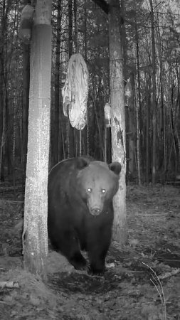 Медведь на привале! 🐻