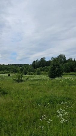 Красивые места Ярославской области река Колокша