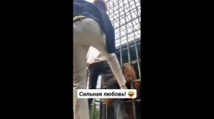 Вот она - сильная женская любовь !