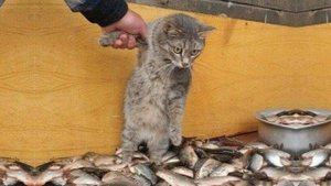 Приколы с котами! Смешные коты - Самые смешные животные С ОЗВУЧКОЙ! Ржака!!