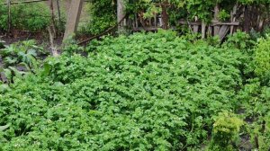 в деревне зацветает картошка, счастливая жизнь в деревне