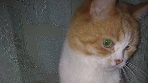 Без кота жизнь не та!!!