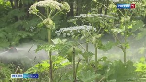 Как идёт борьба с борщевиком в Смоленске