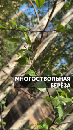 Многоствольная береза #ландшафтныйдизайн #сад #благоустройство #растения #загороднаяжизнь #дерево