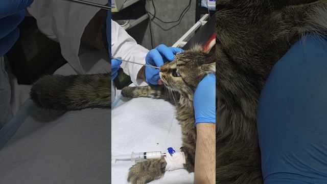 🐾Риноскопия для ваших питомцев: новая процедура в нашей клинике! 🐱💖