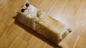 Приколы с котами! Смешные коты - Самые смешные животные С ОЗВУЧКОЙ! Ржака!!