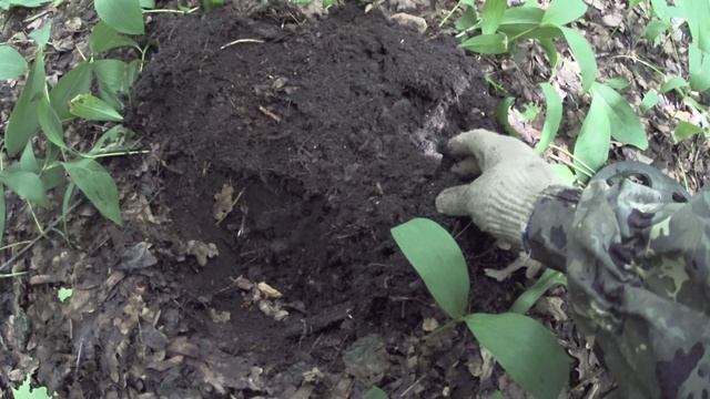 ПОИСК МОНЕТ В СТАРОМ ЛЕСУ