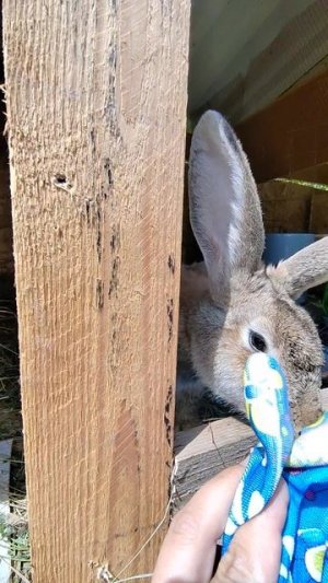 Не доглядели и снова пополнение 🐇