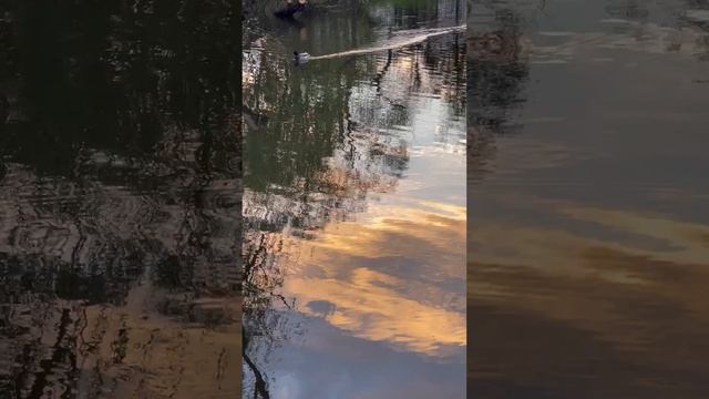 Весна. Лайково.