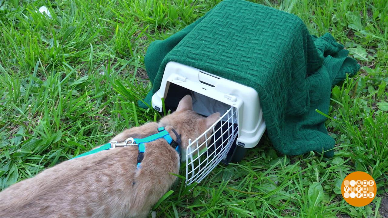 Котик, возвращайся домой! В переноске. Доброе утро. Фрагмент выпуска от 01.07.2025