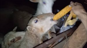 ЖИВОТНЫЕ - ЕДЯТ КУКУРУЗУ 🌽 ПОЧТИ ЦЕЛЫЙ МЕШОК 🐑🐐