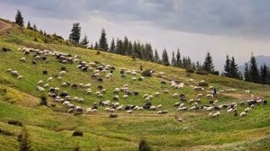 Джеймс Ласт - Одинокий пастух