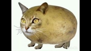 мышка сосиска собачка жвачка кошка картошка куку я немношко 😃