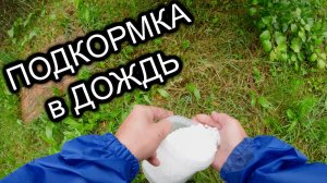 Кайф от дождя! Лучшая подкормка Яблонь в июле