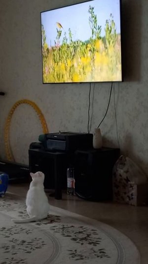 Котик наблюдает за птичками🤗💕#кот #юмор #птицы #дом