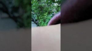 Дворы