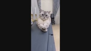 Смешные Коты #6