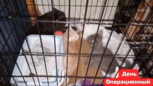 Ты выбросил из дома НЕСТЕРИЛИЗОВАННУЮ  КОШКУ?А ты подумал,что с ней будет на улице?Знай-будут котята