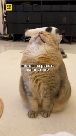 Рабочее утро оно такое 🥱 #foodru #рецепты #юмор