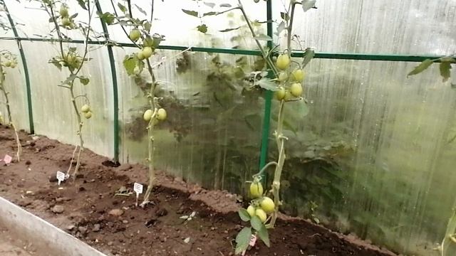 В начале июля начали буреть томаты