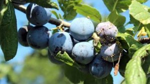 ЗАВЯЗАЛИСЬ СЛИВЫ? ПОМНИ ПРО ЗАЩИТУ УРОЖАЯ от плодожорки и гнилей. БОРЕМСЯ С ВРЕДИТЕЛЯМИ И БОЛЕЗНЯМИ.