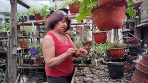 Пикируем рассаду томатов🍅🍅🍅