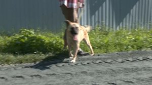 Ищу тебя, хозяин