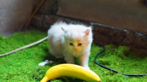 😹Красивые и Милые Котята мяукают на солнце🔥