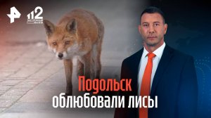 Нашествие городских лис в подмосковном Подольске