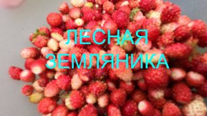 СЕМЕЙНЫЙ ВЛОЖИК ИЗ ЖИЗНИ . Поездка в лес за ягодой .