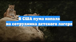В США пума напала на сотрудника детского лагеря