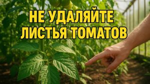 Никогда не удаляйте эти листья на томатах — вот почему!