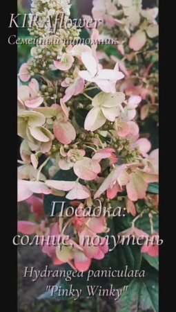 Гортензия Пинки Винки - это живая картина