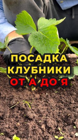 ❌🍓Не сажайте клубнику пока не посмотрите это видео🍓❌