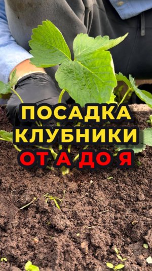 ❌🍓Не сажайте клубнику пока не посмотрите это видео🍓❌
