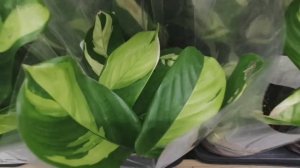 Лемана Про! Комнатные растения! Суккуленты сортовые, шикарные!