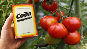 Срочно дайте томатам соду и будете собирать урожай ведрами до осени!!! уход за томатами