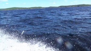 Примчались на остров на катере и тут же встретили нерпу