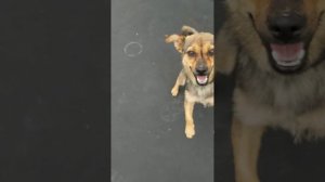 Собачка 🐕